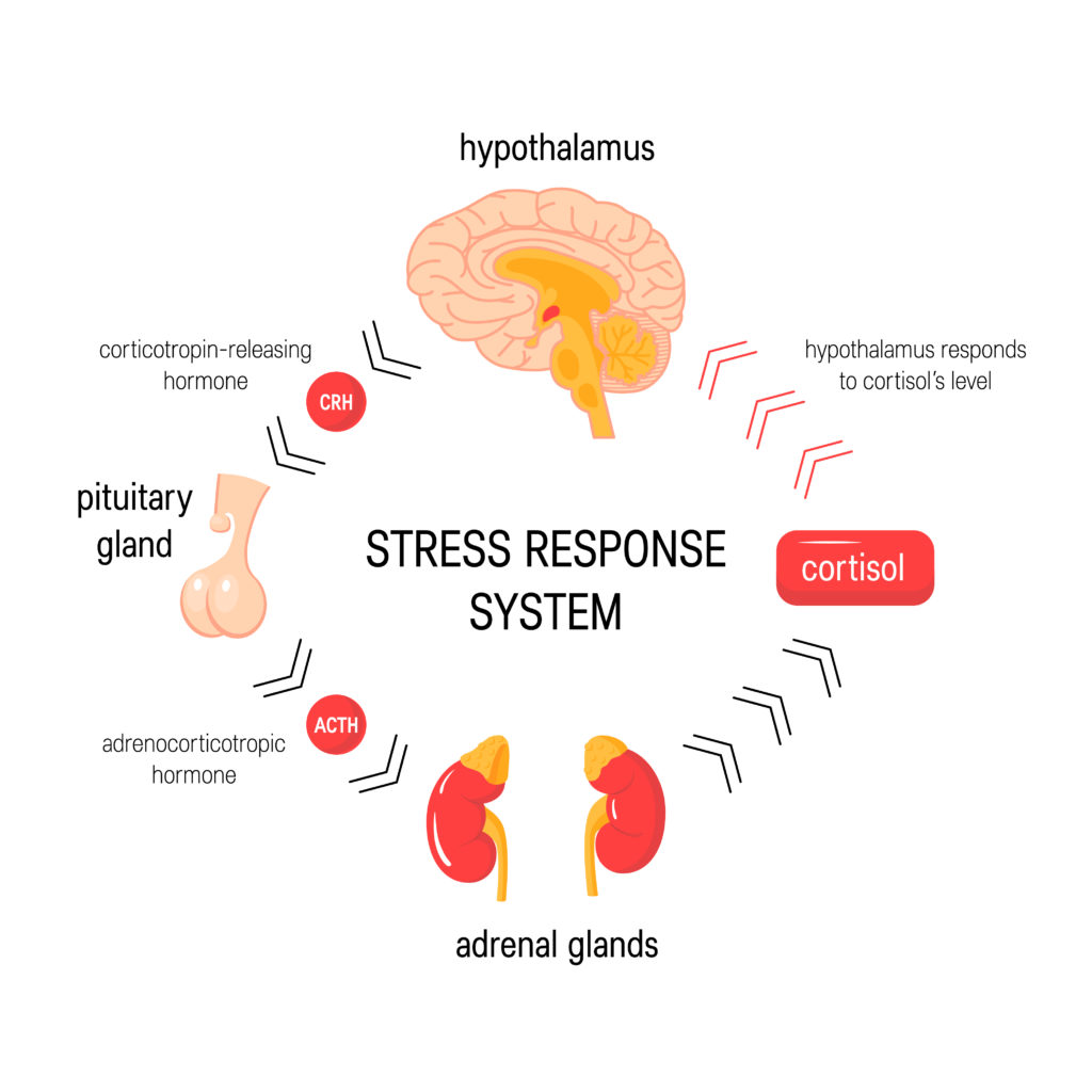 Brain And Stress Response